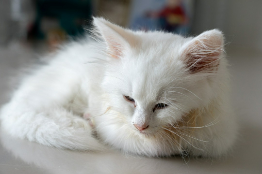 chory biały kotek