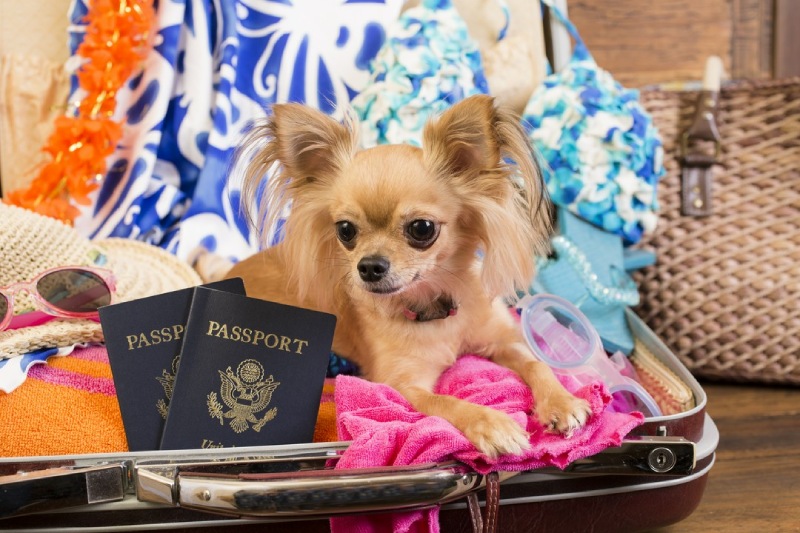 paszport dla psa