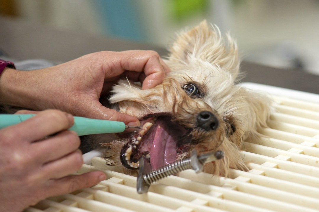 usuwanie kamienia na zębach u psa