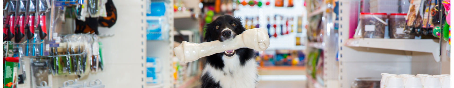 banner, pies z kością w zębach, sklep dla zwierząt