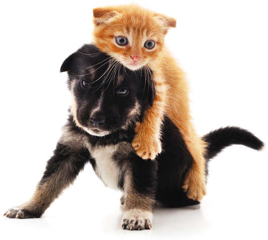 pies i kot lecznica Vita