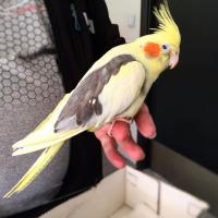 papuga-na-palcu